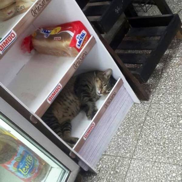 Funny Cats (30 pics)