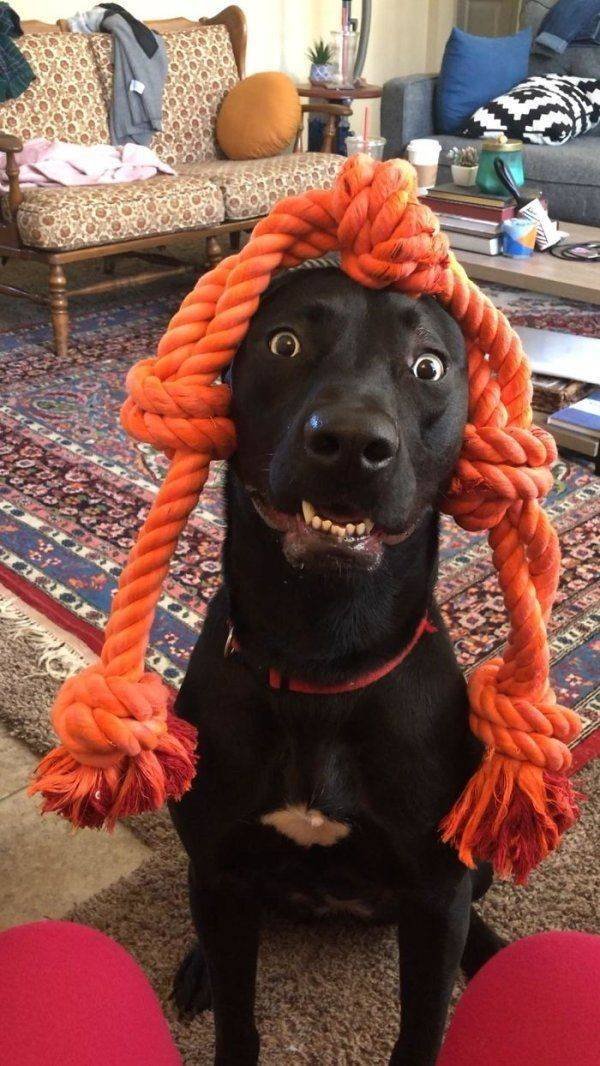 Funny Animals (50 pics)