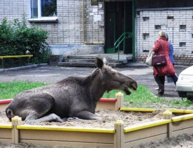 Funny Animals (50 pics)