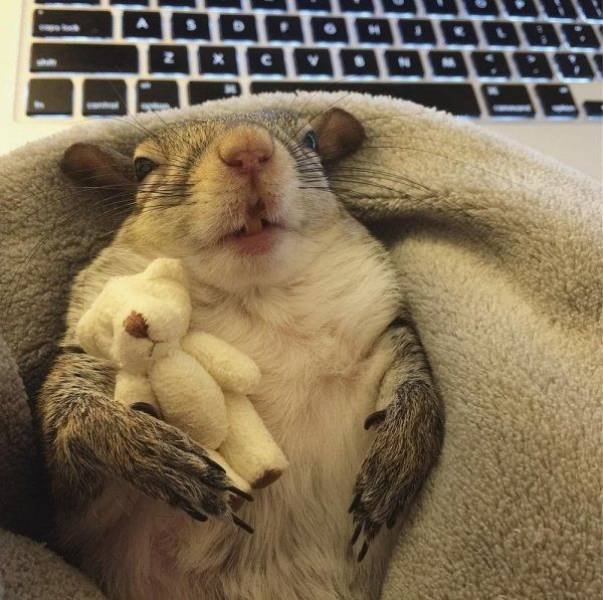 Funny Animals (50 pics)