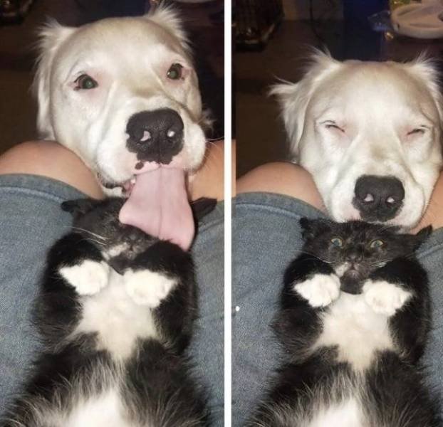 Funny Animals (50 pics)