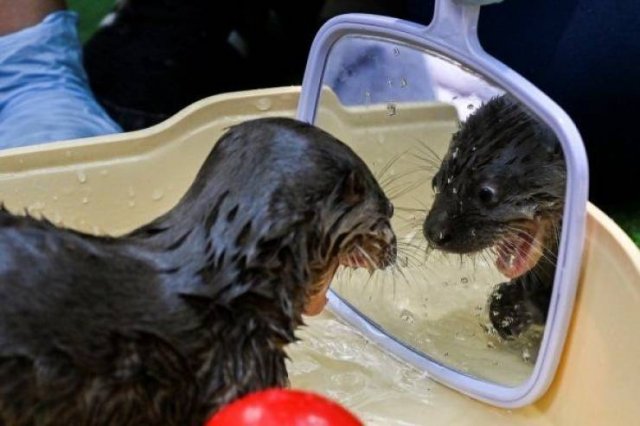 Funny Animals (50 pics)