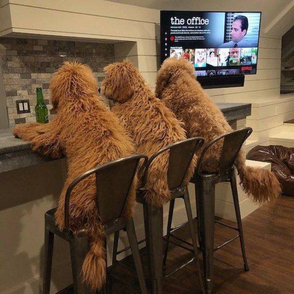 Funny Animals (50 pics)