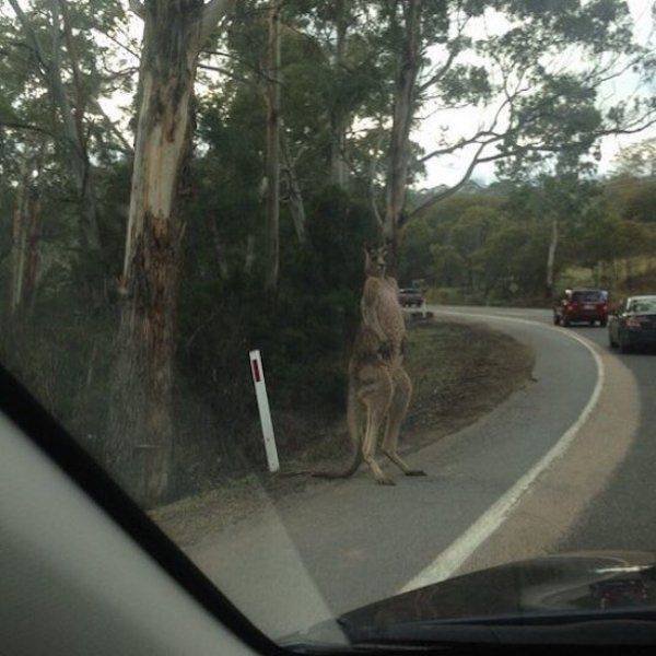 Funny Animals (50 pics)