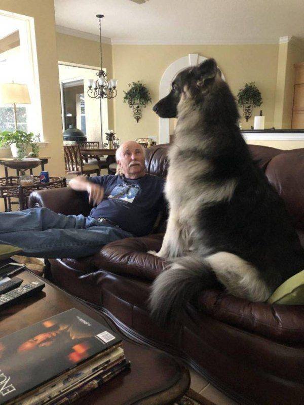 Funny Animals (50 pics)