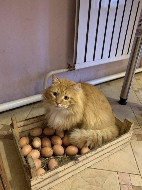 Funny Animals (50 pics)