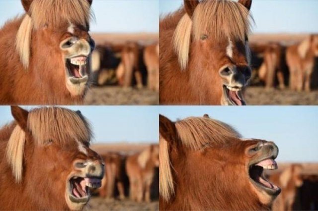 Funny Animals (50 pics)