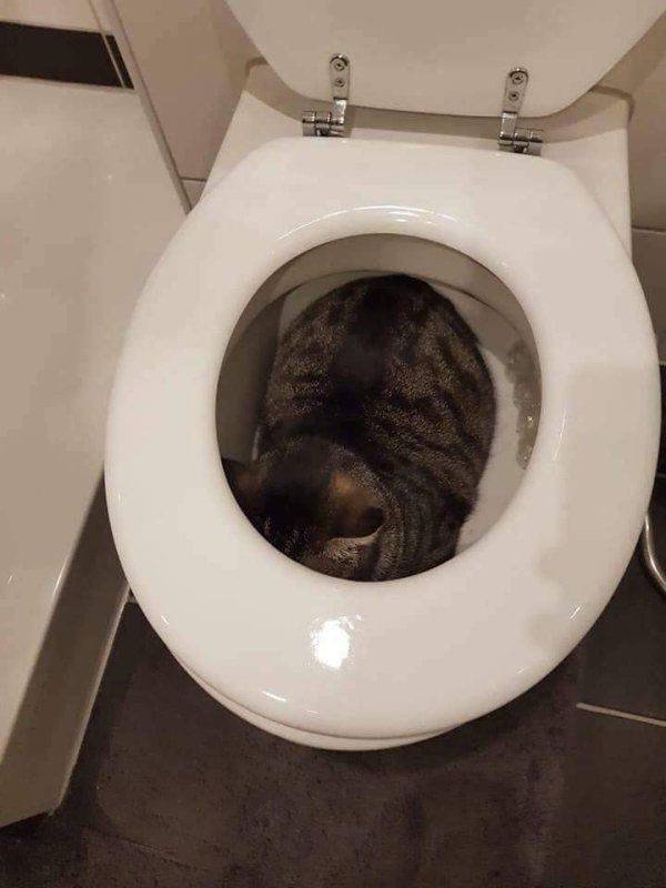 Funny Animals (50 pics)