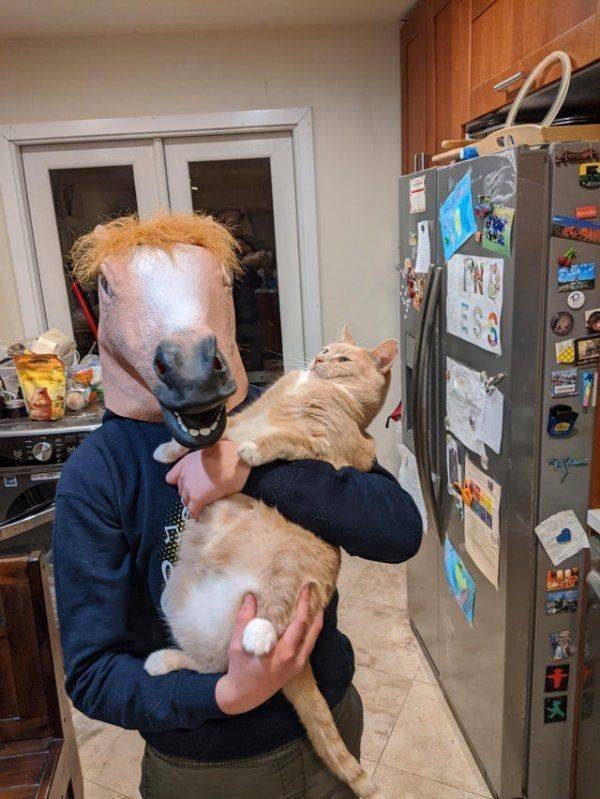 Funny Animals (50 pics)