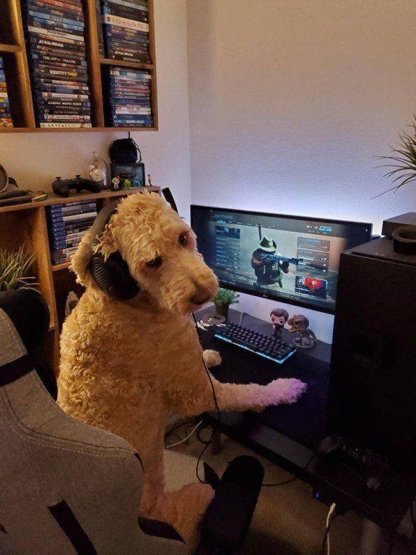 Funny Animals (50 pics)