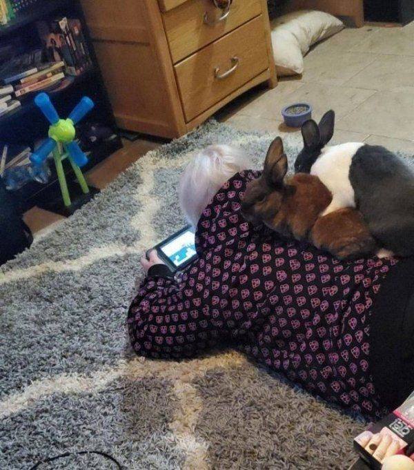 Funny Animals (50 pics)