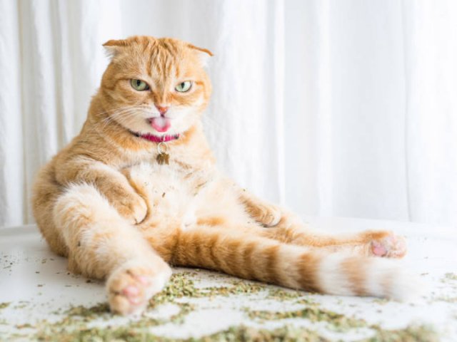 Cute Cats (20 pics)