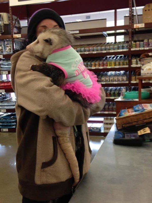 Funny Animals (50 pics)