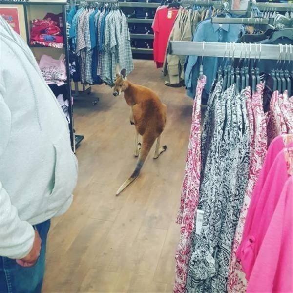 Funny Animals (50 pics)