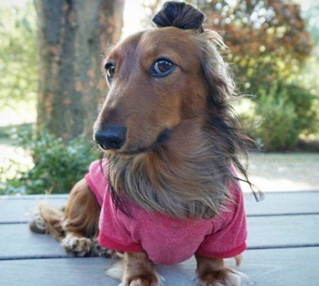 Funny Animals (50 pics)