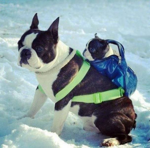 Funny Animals (50 pics)