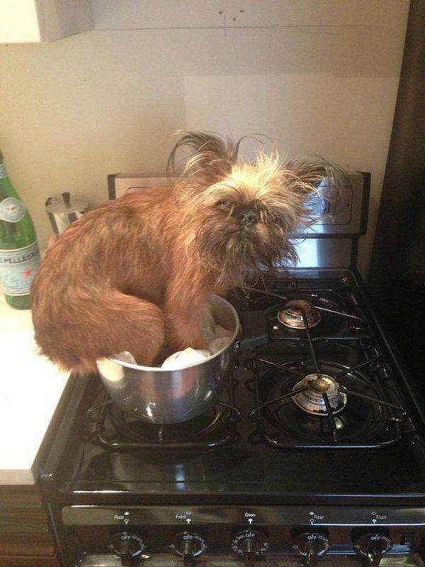 Funny Animals (50 pics)