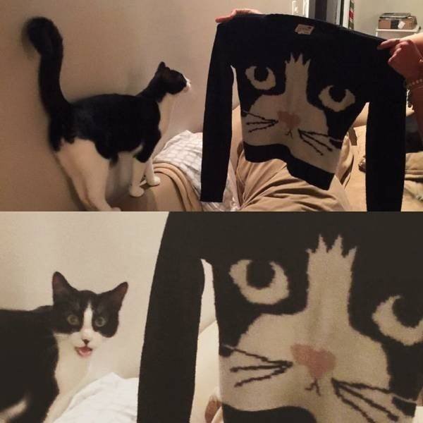 Funny Animals (50 pics)