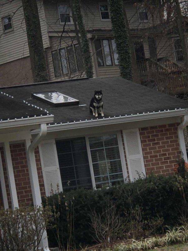Funny Animals (50 pics)