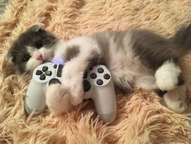 Funny Animals (50 pics)