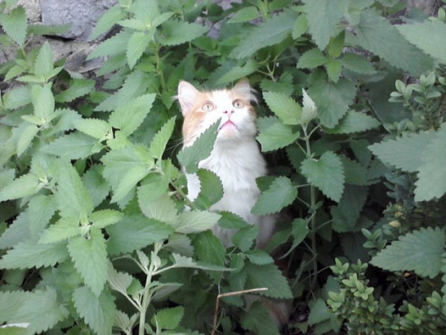 Cute Cats (20 pics)