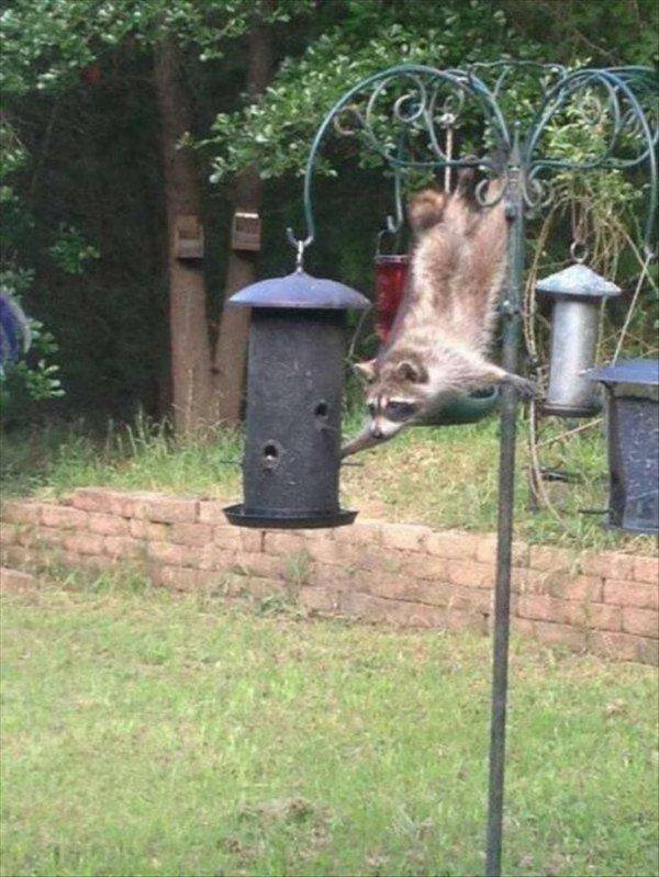 Funny Animals (50 pics)