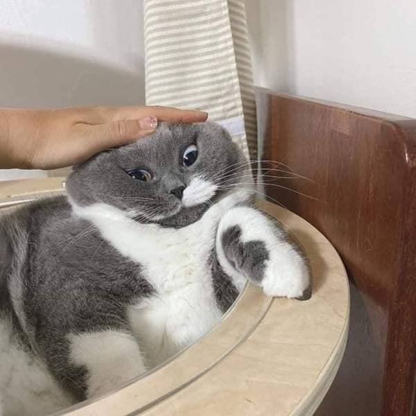 Funny Animals (50 pics)