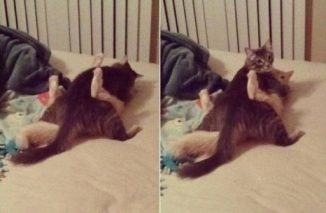 Funny Animals (50 pics)