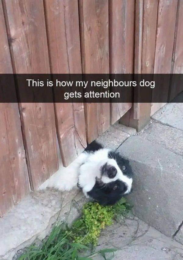 Funny Animals (50 pics)