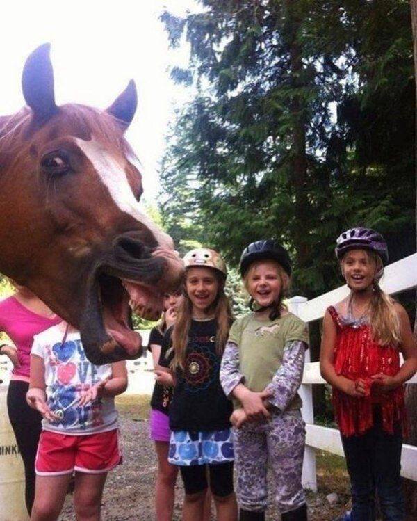 Funny Animals (50 pics)