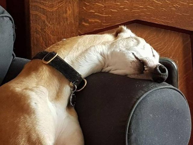 Cute Dogs (37 pics)