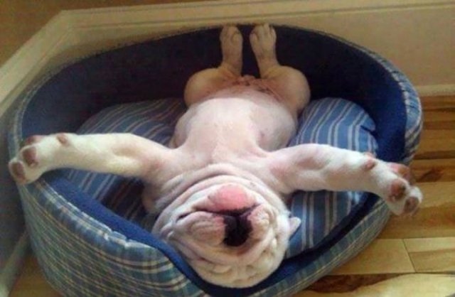 Cute Dogs (37 pics)