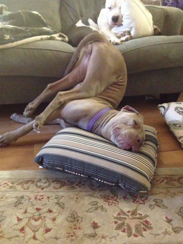 Cute Dogs (37 pics)