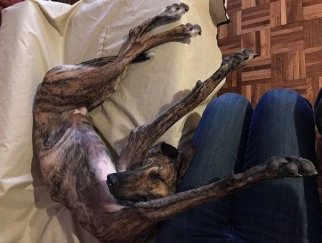 Cute Dogs (37 pics)