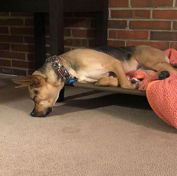 Cute Dogs (37 pics)