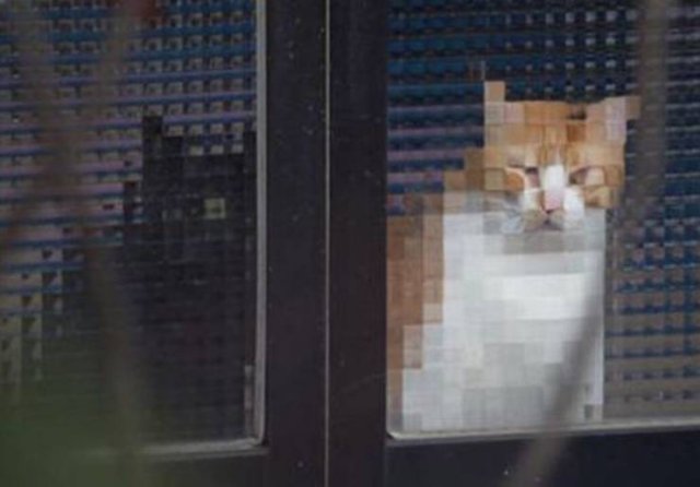Funny Pixelated Cats (25 pics)