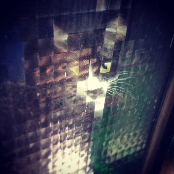 Funny Pixelated Cats (25 pics)