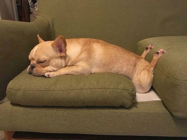 Cute Dogs (37 pics)