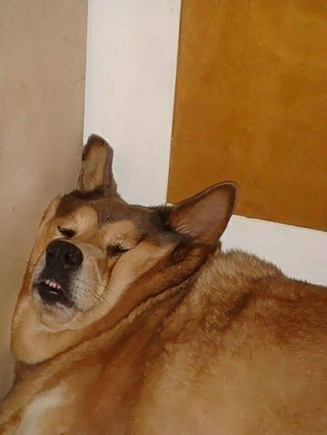 Cute Dogs (37 pics)