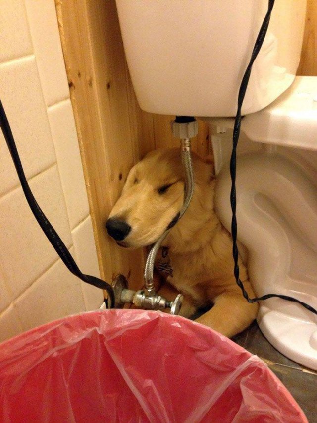 Cute Dogs (37 pics)