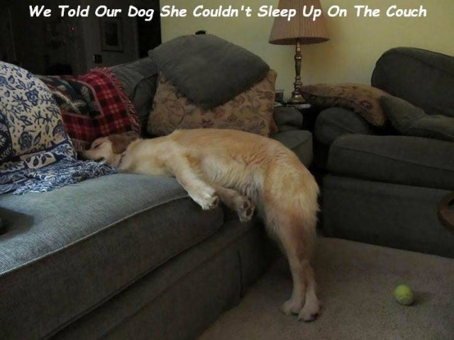 Cute Dogs (37 pics)