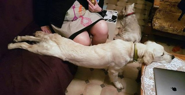 Cute Dogs (37 pics)