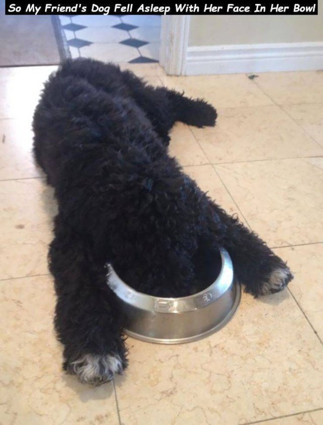 Cute Dogs (37 pics)