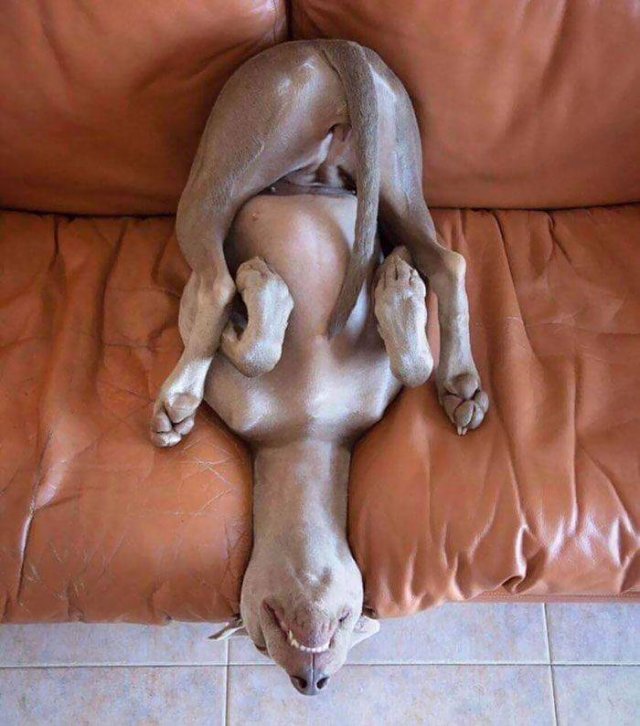 Cute Dogs (37 pics)