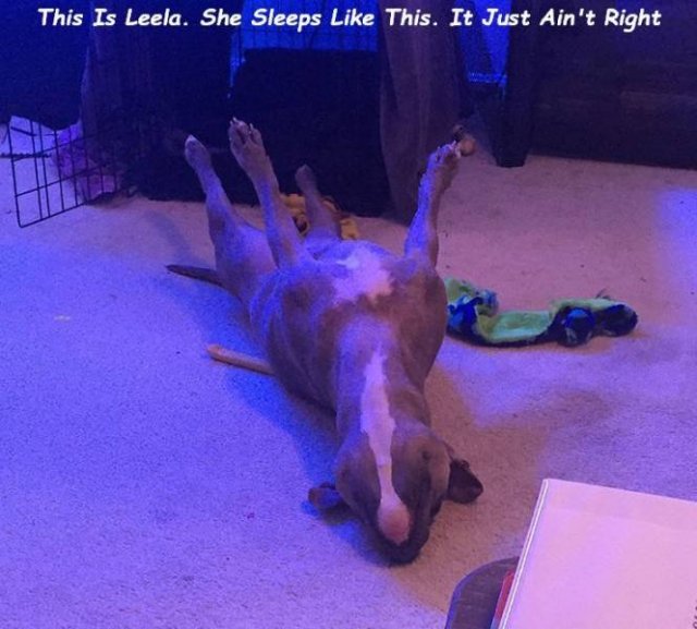 Cute Dogs (37 pics)