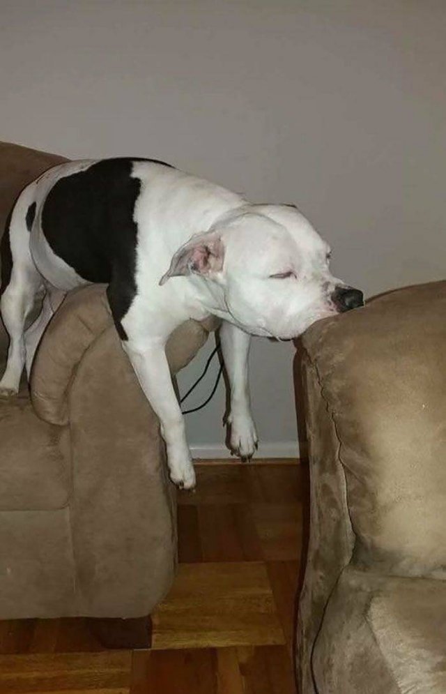 Cute Dogs (37 pics)