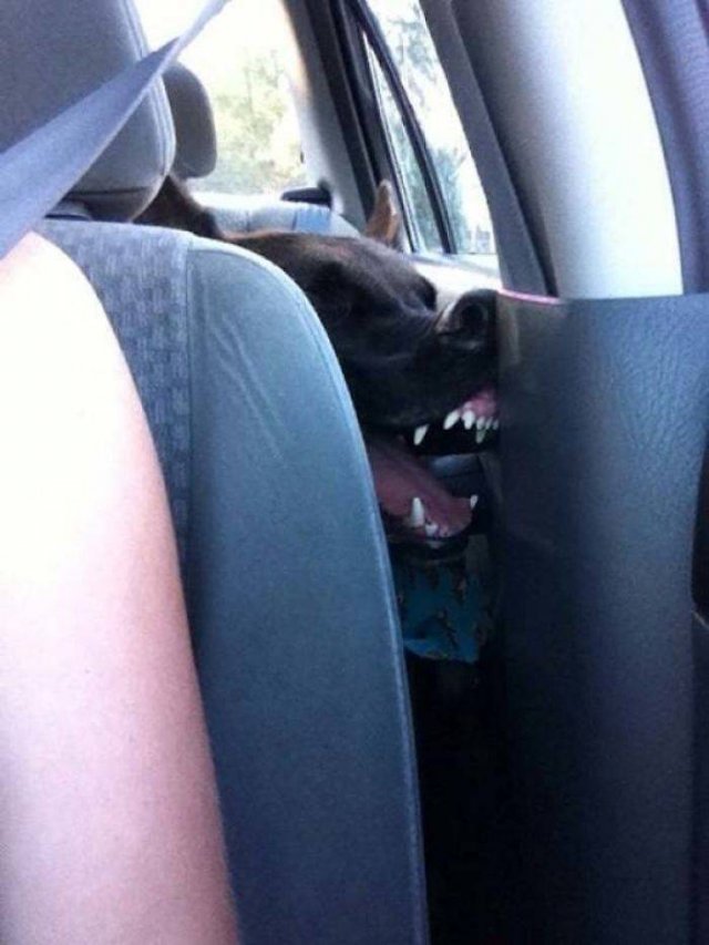 Cute Dogs (37 pics)