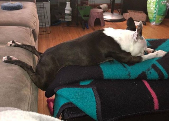 Cute Dogs (37 pics)
