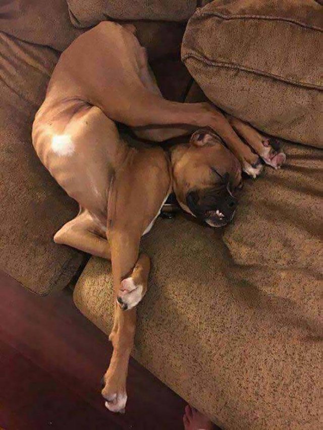 Cute Dogs (37 pics)