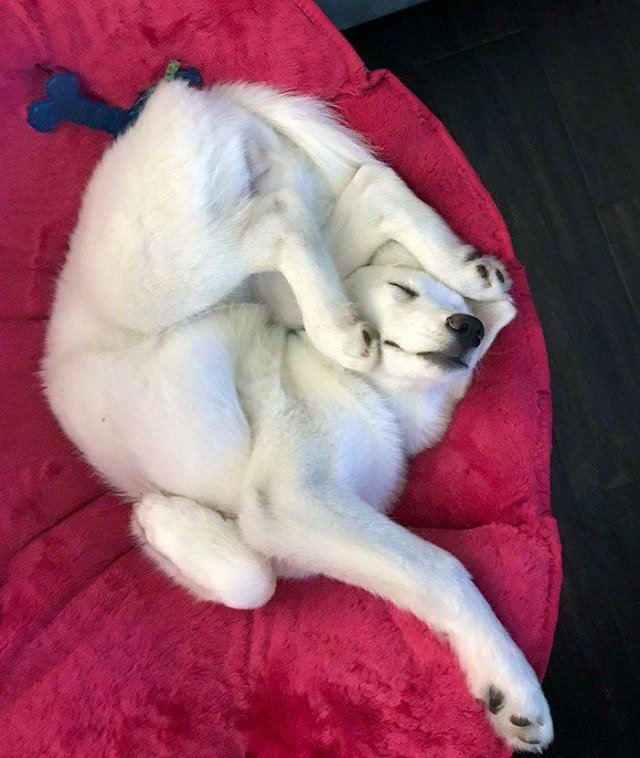Cute Dogs (37 pics)